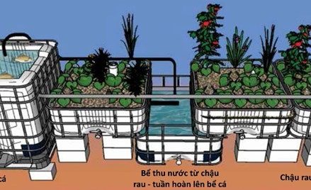 Từ ao tù đến vườn xanh: Nuôi cá – trồng rau trên cát, hướng tiếp cận gắn kết nghiên cứu và thực tiễn