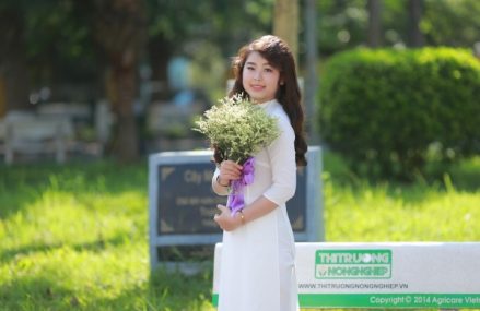 Nguyễn Thị Thùy Dương – Cô gái hoa mặt trời