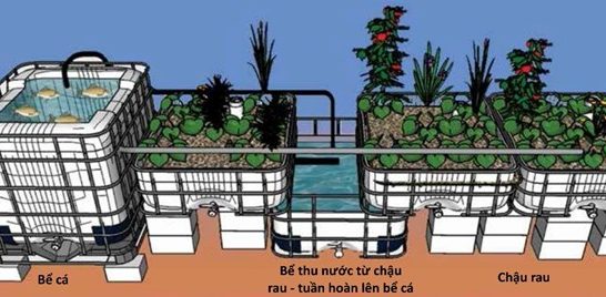 Từ ao tù đến vườn xanh: Nuôi cá – trồng rau trên cát, hướng tiếp cận gắn kết nghiên cứu và thực tiễn